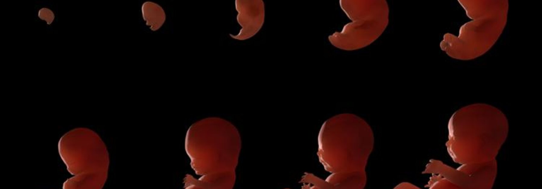 Een diagram van een zich ontwikkelende baarmoeder.