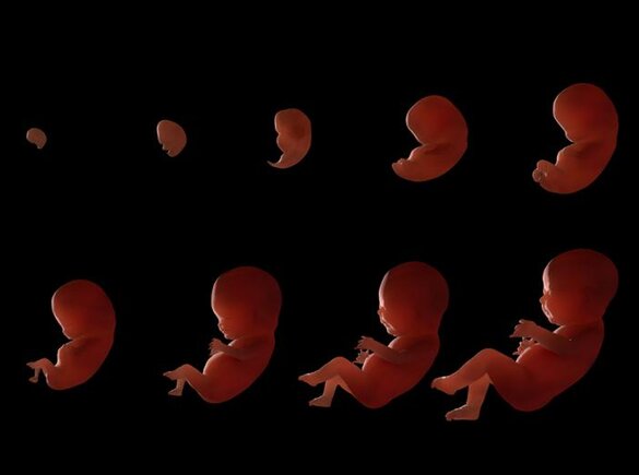 Een diagram van een zich ontwikkelende baarmoeder.