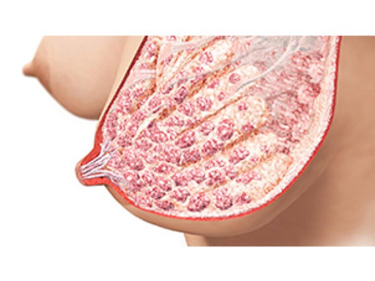 Eine grafische Darstellung der Anatomie einer stillenden Brust.