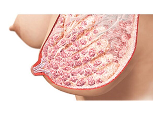 Eine grafische Darstellung der Anatomie einer stillenden Brust.