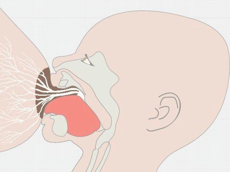 Seitenansicht der Anatomie des Mundes des Babys beim Stillen an der Brust der Mutter.