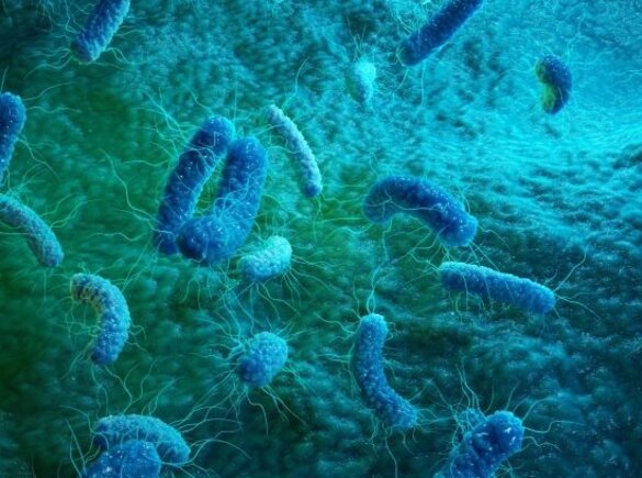 Microscope view of germs