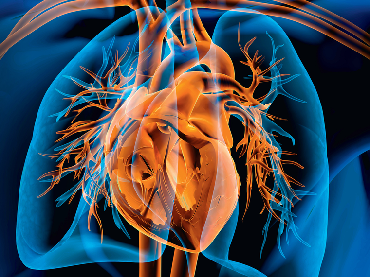 An illustration of a human chest with the heart in orange and lungs in blue.