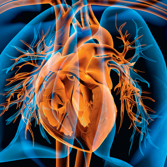 Eine Illustration des menschlichen Brustkorbs mit dem Herzen in Orange und der Lunge in Blau.