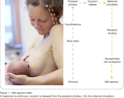 Eine Mutter stillt ihr Kind. Auf der rechten Seite sind ein Diagramm und ein Text zu sehen, die den Prozess des Milcheinschusses beschreiben, vom Stimulus bis zum Ausstoß.